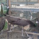 광주조류원 이미지