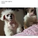 칸코시