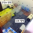 ■ 카라 유기토끼 &#39;이브&#39;가 새가족을 만났습니다 - 토끼 입양 뒷이야기