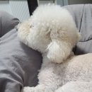 럼피범피