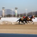 2월17일(일요일)14시00분 과천 경마장에서 급 번개합니다. 이미지