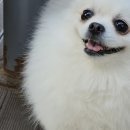 동산애견 이미지