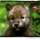 예쁜 강아지 이미지