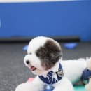 P&M 반려견교육센터 대전점 이미지