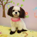 투니애견미용실 이미지