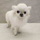 성내동물병원 | 초소형견 스케일링 후기, 강동구 동물병원 더파크동물의료센터