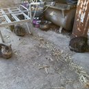 삼삼오오목장 이미지