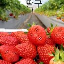 구구마