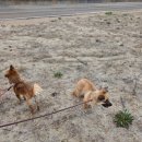 강아지트 | 김천애견유치원 강아지트 🐶 공주네 아이들 산책 &amp; 활동 후기