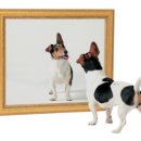 거울보는 강아지 이미지