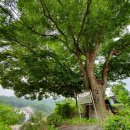 시골왕족 이미지