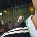 피리부는사나이 | 동탄 라크몽 실내 동물원 이색 데이트 놀거리 추천 주렁주렁 평일 후기