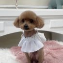 그루머로 | 봉담 애견미용실 이용 후기 봉담애견미용실 아임그루머