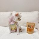 꿀강아지 | 노투스비 강아지 영양제 비폴렌 꿀화분 급여후기!