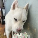 개빵뜯어먹는소리 네이버블로그