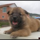 황룡켄넬 이미지