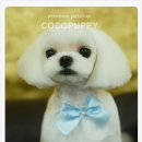 루비 애견샵 이미지