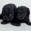 토리켄넬 이미지