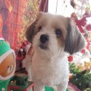 향내음 댕댕이 멀티샵 이미지