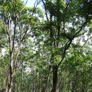 계명산나무숲길캠핑장 이미지