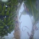 정글꽃식물원