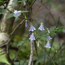 안성리-10 이미지