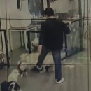 유자네 댕댕이 네이버블로그