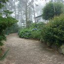 나리와꽃창포 이미지