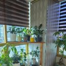 이순신복어 이미지