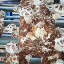 윤찬농장 이미지