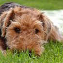 두테리어 이미지