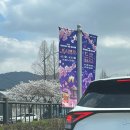 2026 렛츠런파크 서울 벚꽃축제 '마시멜로' 다녀온 후기