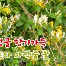 5~6월에 피어내는 넝쿨넝쿨 향기가득 인동초 꽃과 순백의 마삭줄 바람개비꽃 효능과 쓰임 이미지