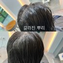 위트헤어(WIT)