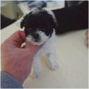 대구강아지분양 퍼피얌 이미지