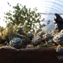 바위 솔 이미지