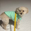 굿펫 | 네이버 펫 바우처로 간식·사료·겨울옷까지 굿쇼핑 찐사용 후기