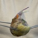 퐁당 | 정읍 무한리필 샤브샤브 맛집 추천, 퐁당샤브 방문 후기