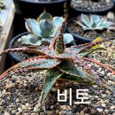 비토