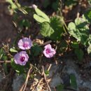 소리나팔꽃 이미지