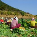 여수 돌산 갓 수확 현장 이미지