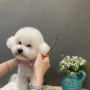 라떼펫살롱 이미지