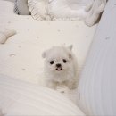타이니보우 이미지