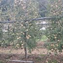 사과나무주유소 이미지