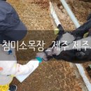 맘마목장 이미지