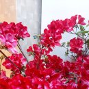 아젤리아 이미지