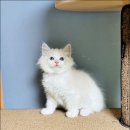 Fall in Rags 이미지