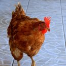 더드림샵 이미지