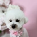 어안이 멍멍 이미지