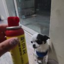 옆집강아지 | [펫코치(행동교정스프레이)] – 강아지짖음방지 효과 진짜있네 우리 집 댕댕이 실사용 후기!